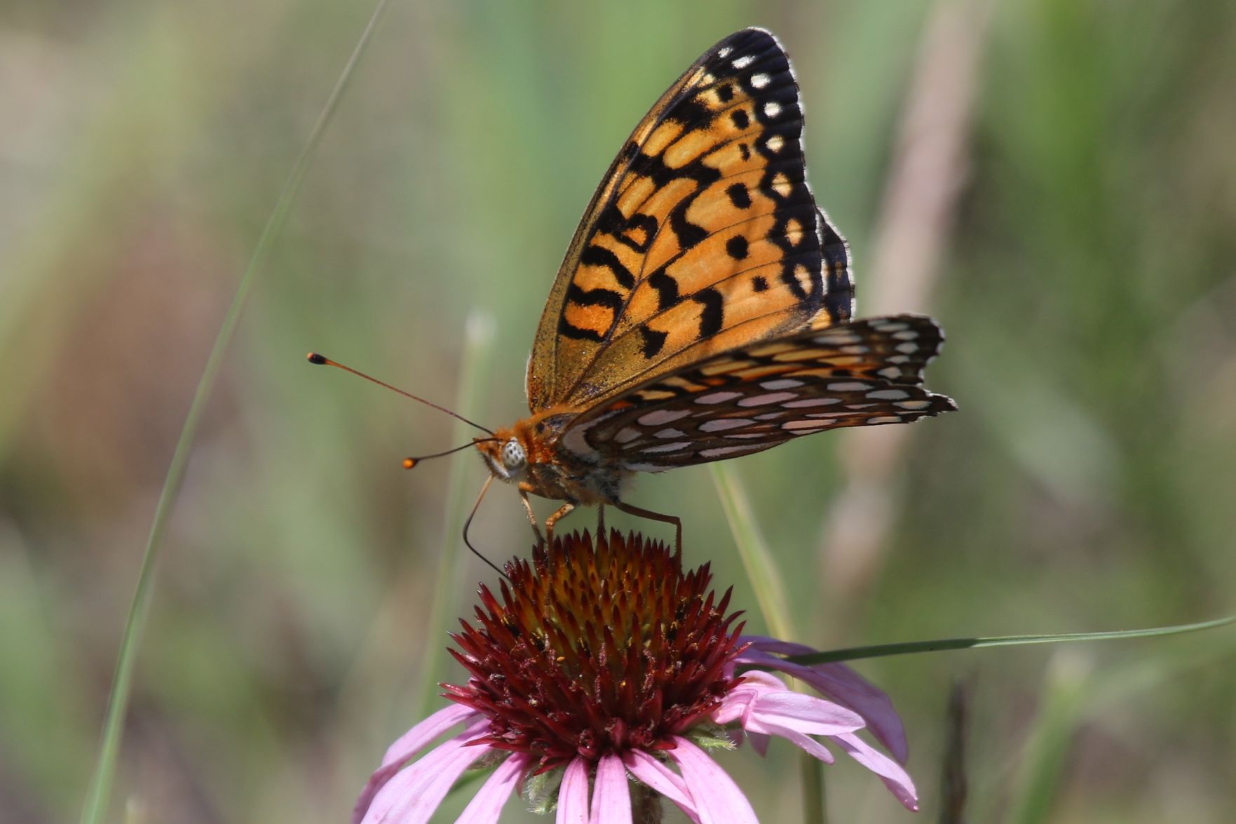 The Eye of a Butterfly